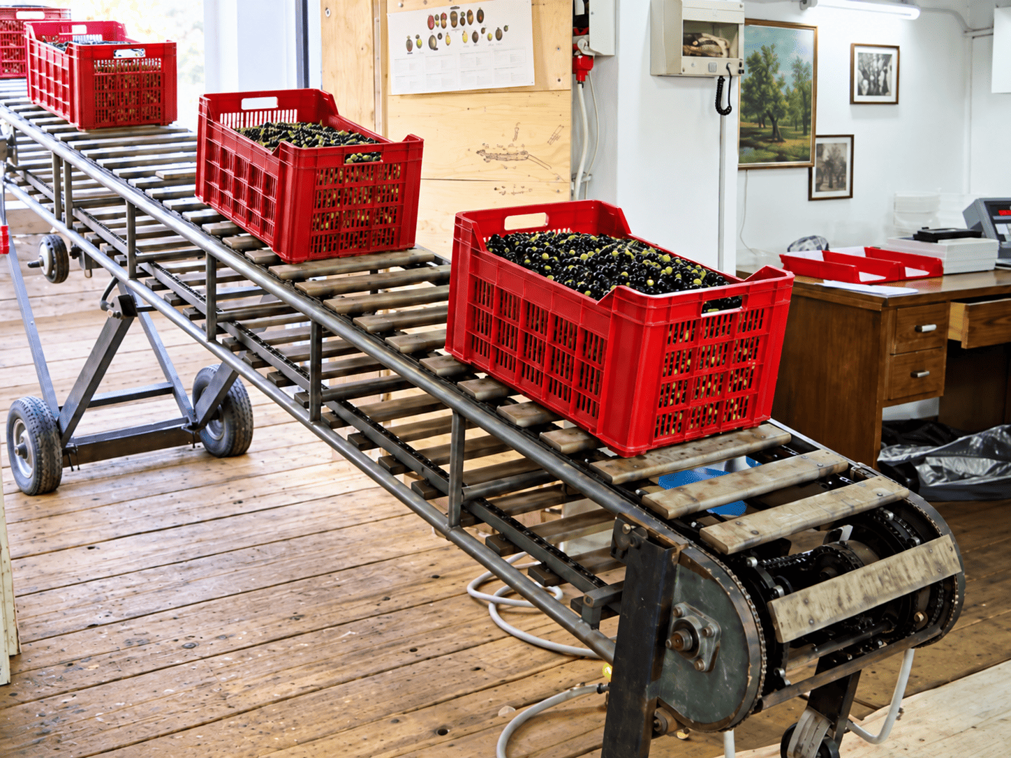 Arrivo delle olive al frantoio