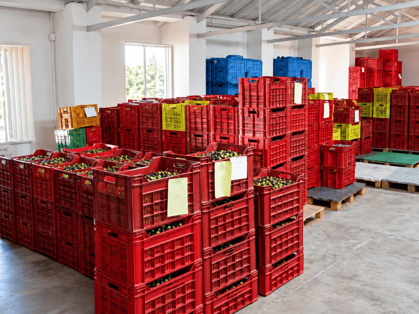 Deposito delle olive